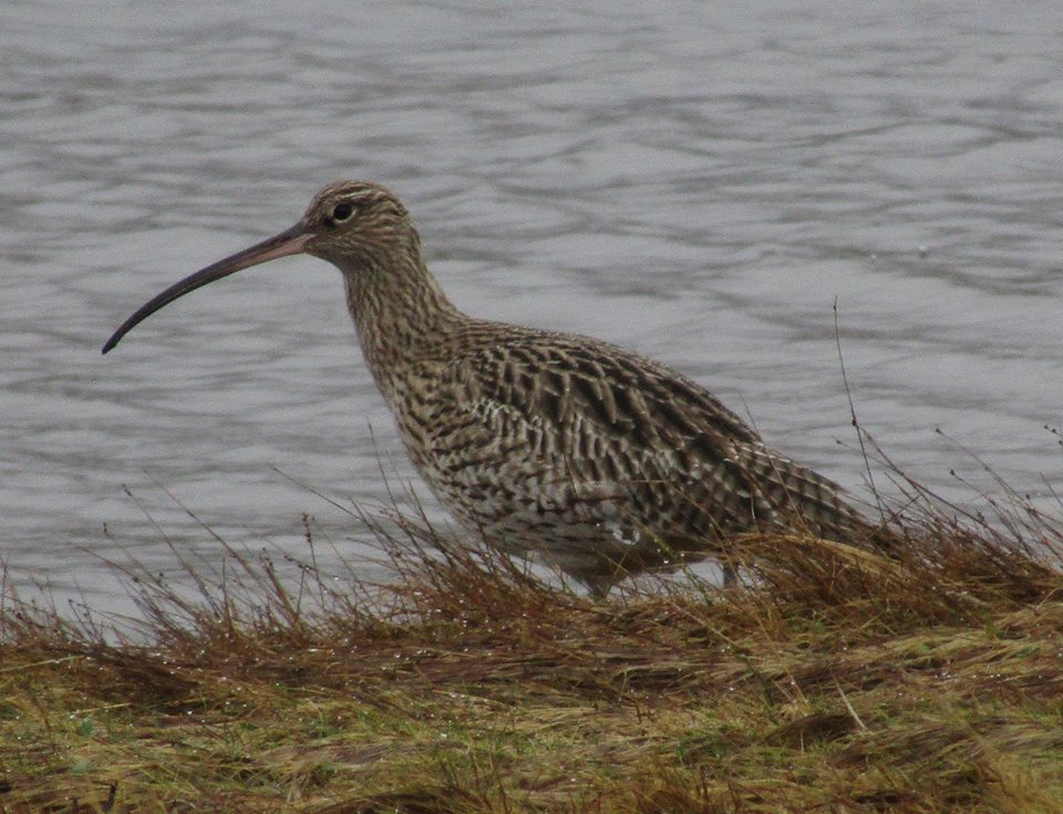 Curlew - Keillmore (Loch Sween) 26 Feb (Andy Craven).