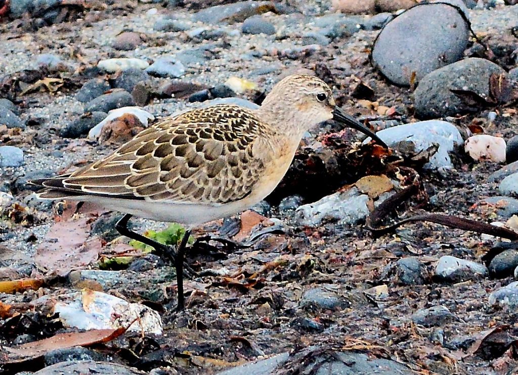 Curlew Sandpiper – MSBO, Kintyre 23 Aug (Eddie Maguire).