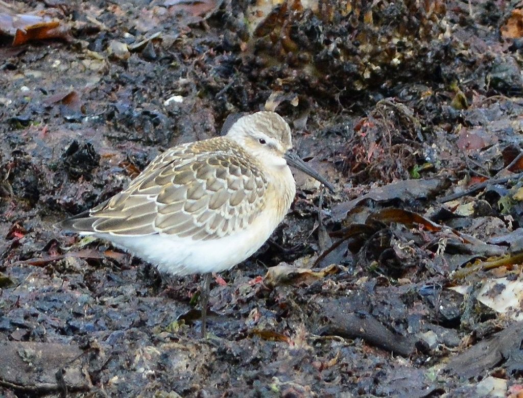 Curlew Sandpipers – MSBO, Kintyre 20 Aug (Eddie Maguire).