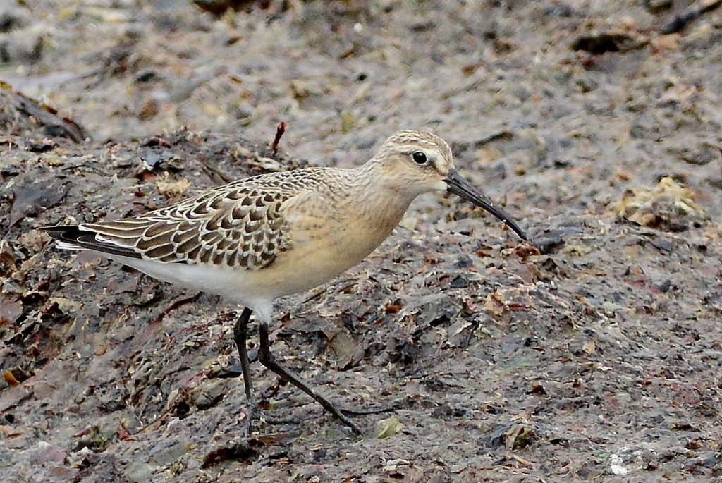 Curlew Sandpiper – MSBO, Kintyre 21 Aug (Eddie Maguire).