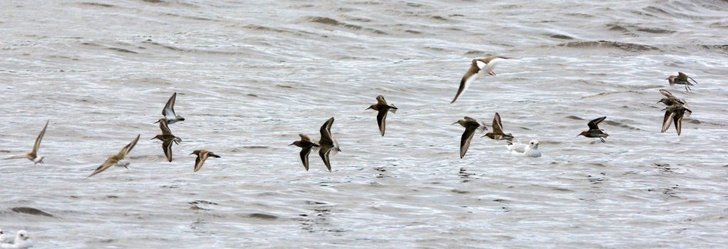 Curlew Sandpipers – MSBO, Kintyre 20 Aug (Eddie Maguire).