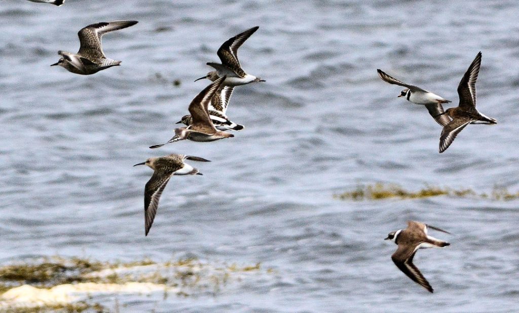 Curlew Sandpipers – MSBO, Kintyre 20 Aug (Eddie Maguire).