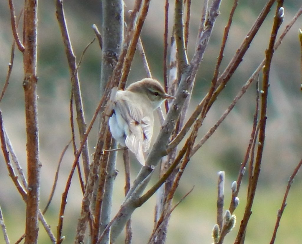 Willow Warbler - Balephuil, Tiree 10 April (John Bowler).