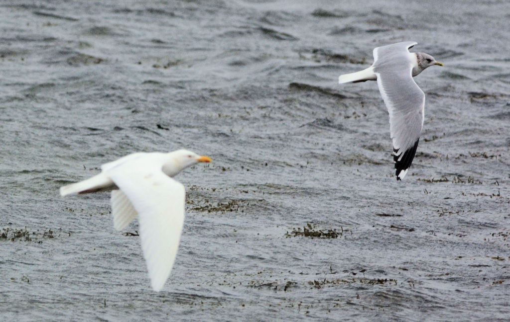 Common Gull with leucistic adult Herring Gull Campbeltown Loch, Kintyre 11 Mar (Eddie Maguire).