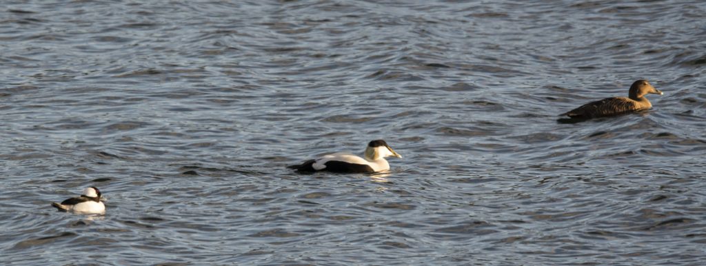 male Bufflehead with Eiders - Oban Bay, Mid-Argyll 21 Apr (Przemek Wronski).