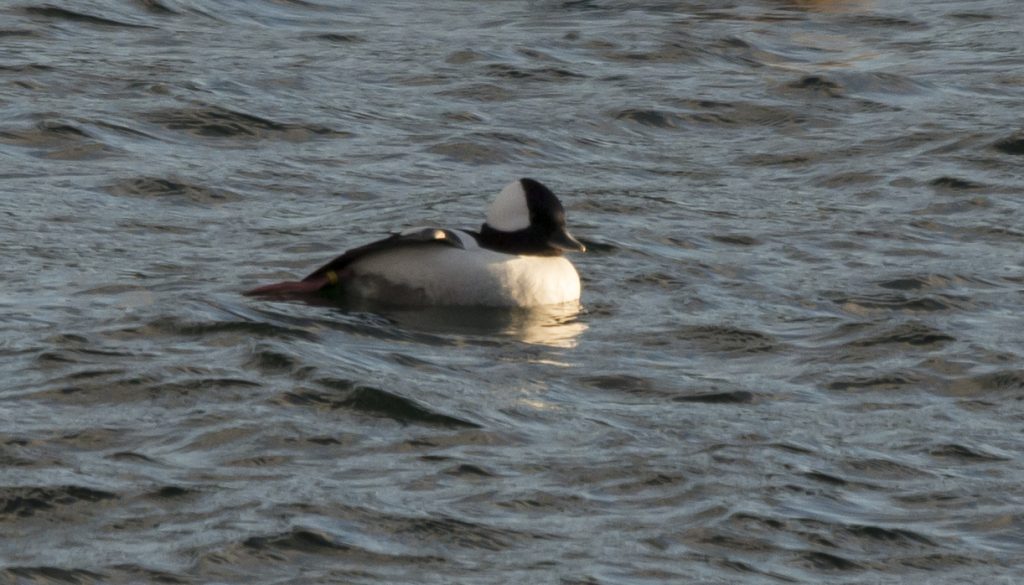 male Bufflehead showing yellow ring - Oban Bay, Mid-Argyll 21 Apr (Przemek Wronski).