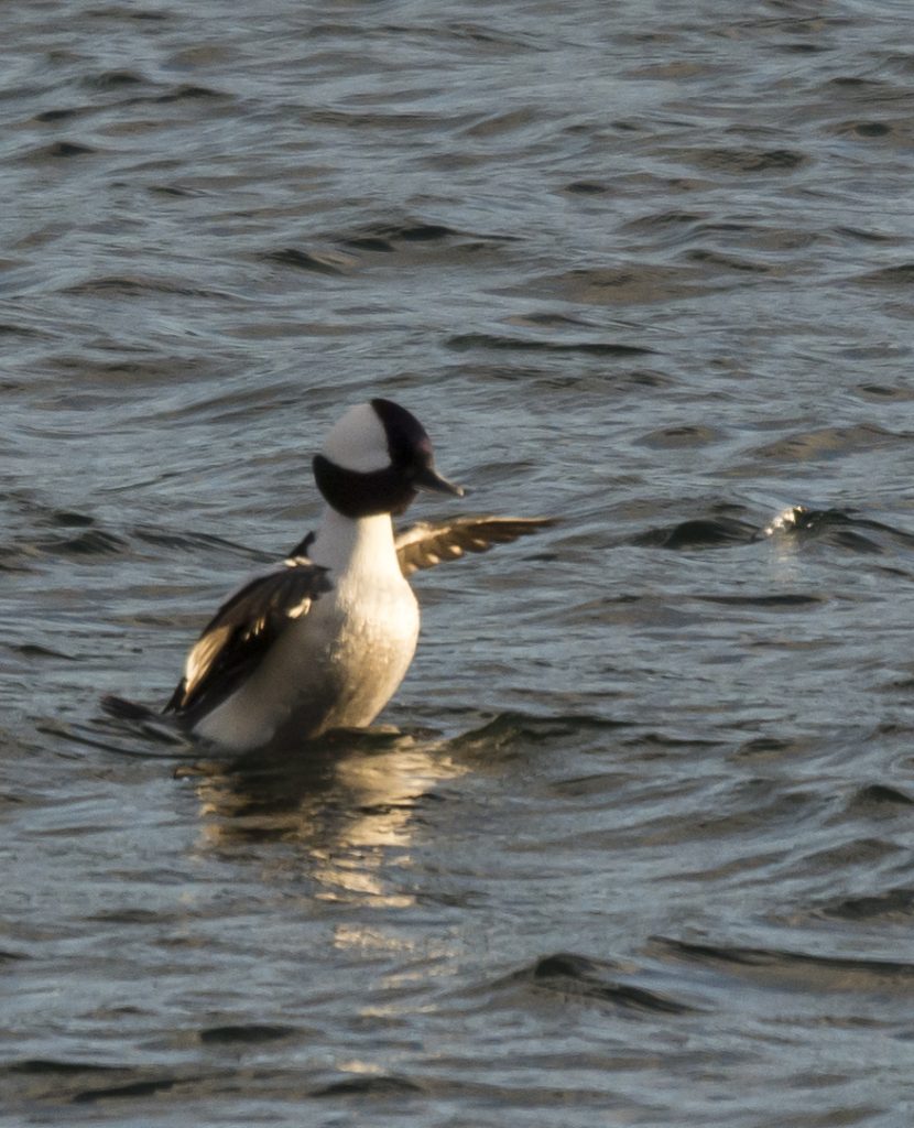 male Bufflehead - Oban Bay, Mid-Argyll 21 Apr (Przemek Wronski).