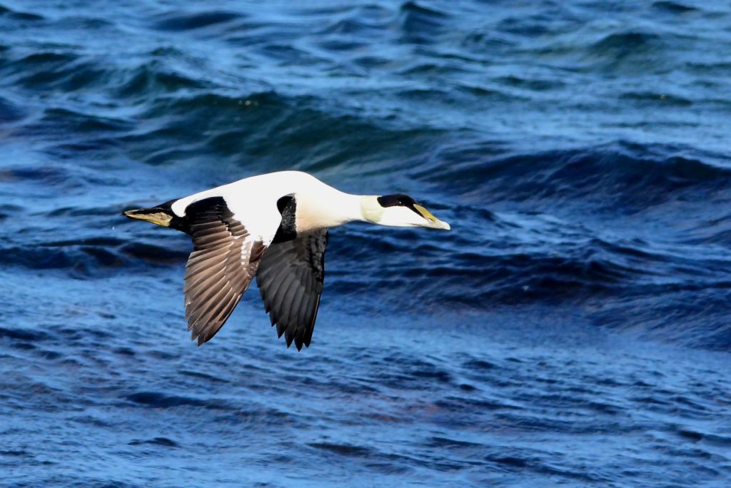 Common Eider - Machrihanish Seabird Observatory, Kintyre 16 Mar (Eddie Maguire).