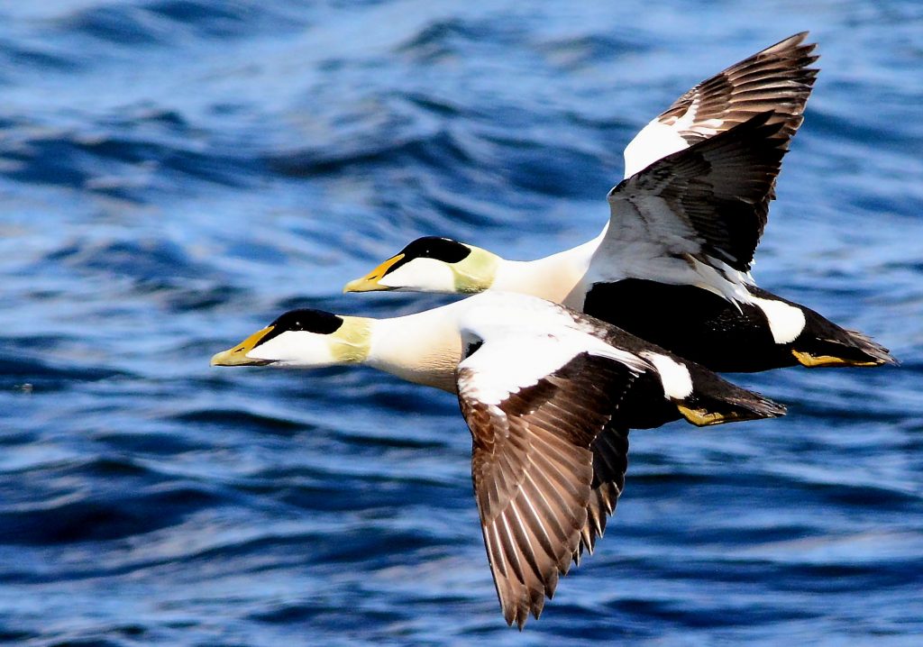 Common Eiders - MSBO, Kintyre 23 Apr (Eddie Maguire).