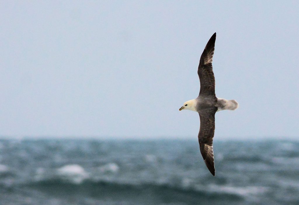 Fulmar – MSBO, Kintyre 06 April (Eddie Maguire).