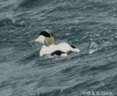 Eider