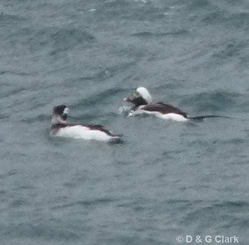 Long-tailed Ducks