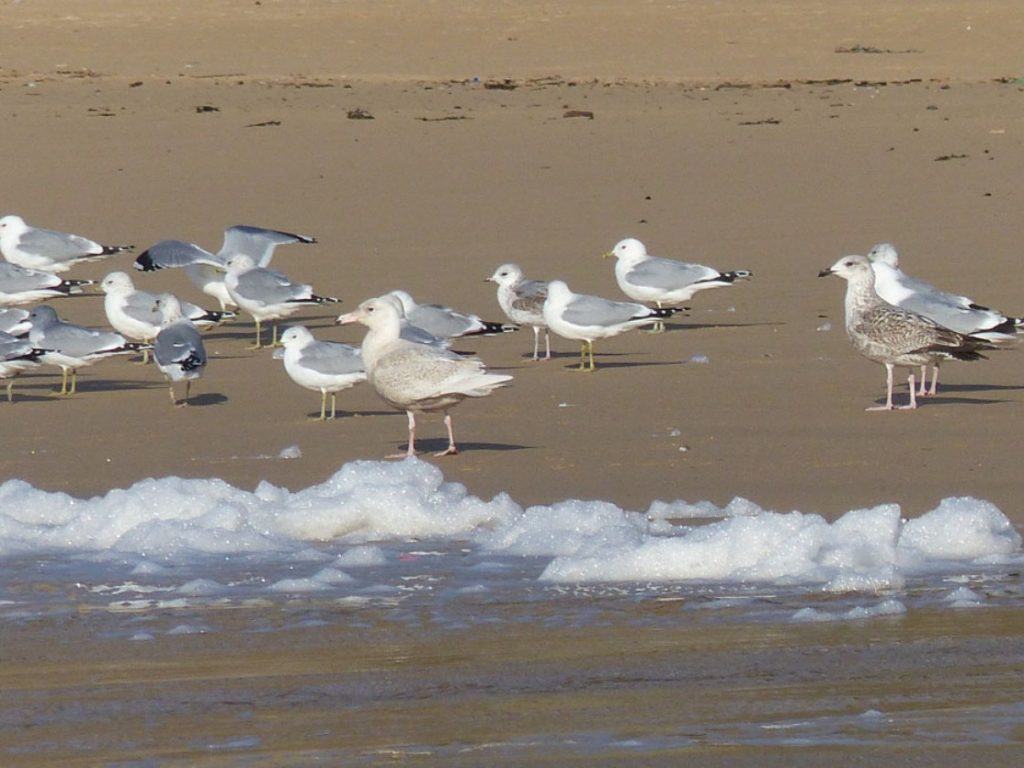 first winter Glaucous Gull - Lossit Bay, Islay 03 Feb (Mike Peacock).