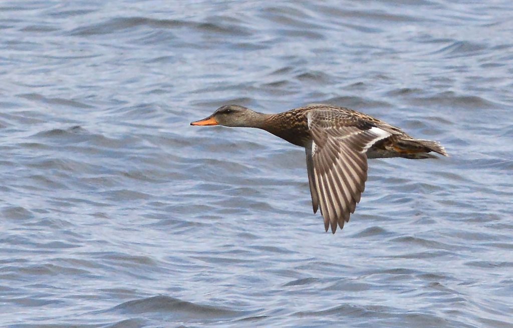 Gadwall (female) – MSBO, Kintyre 24 Apr (Eddie Maguire).