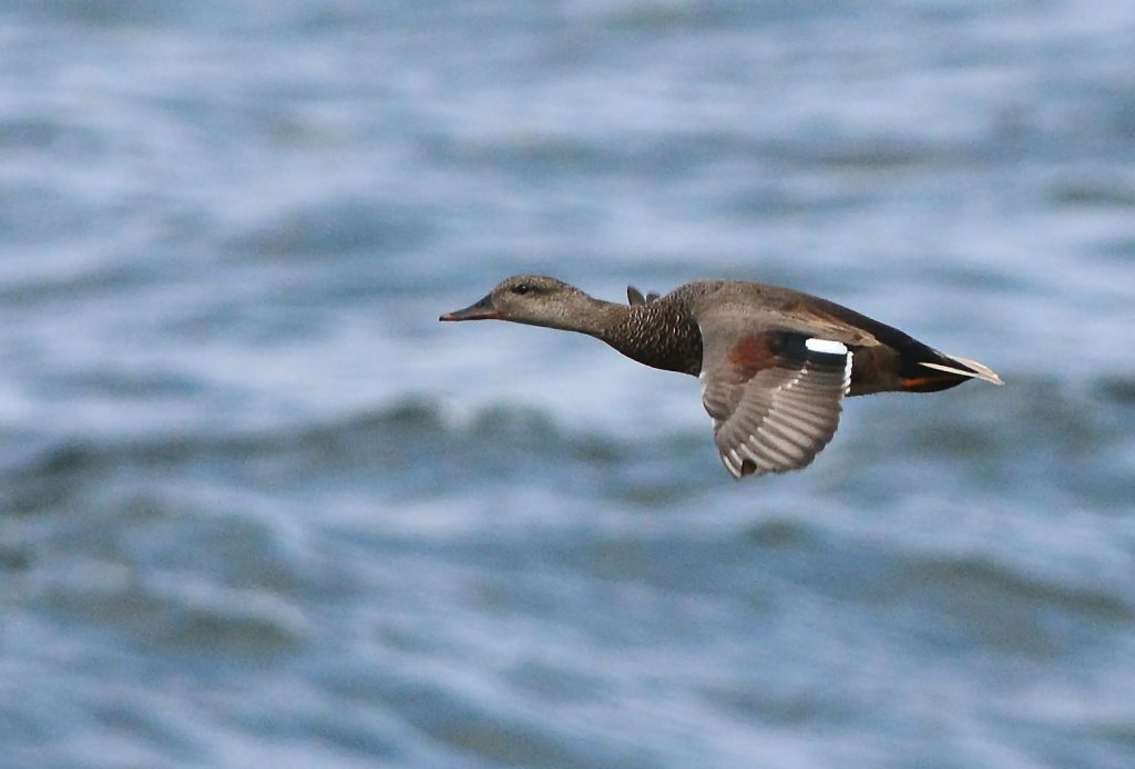 Gadwall (male) – MSBO, Kintyre 24 Apr (Eddie Maguire).