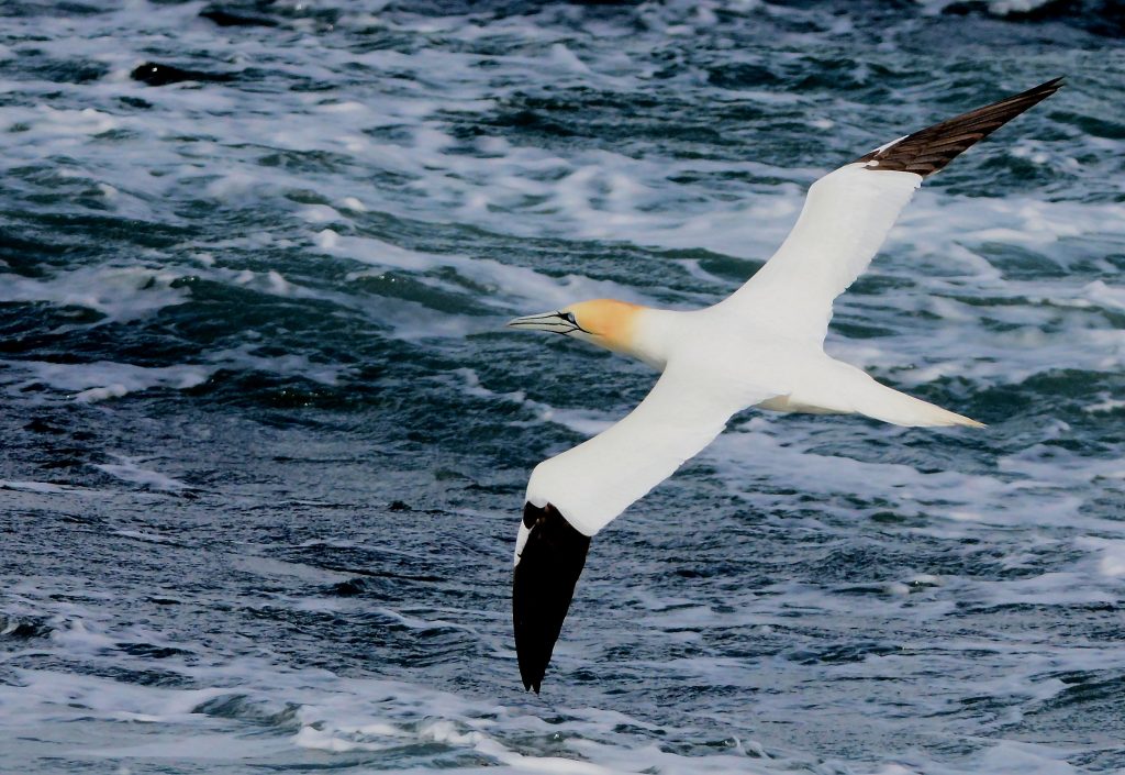 Northern Gannet – MSBO, Kintyre 06 April (Eddie Maguire).