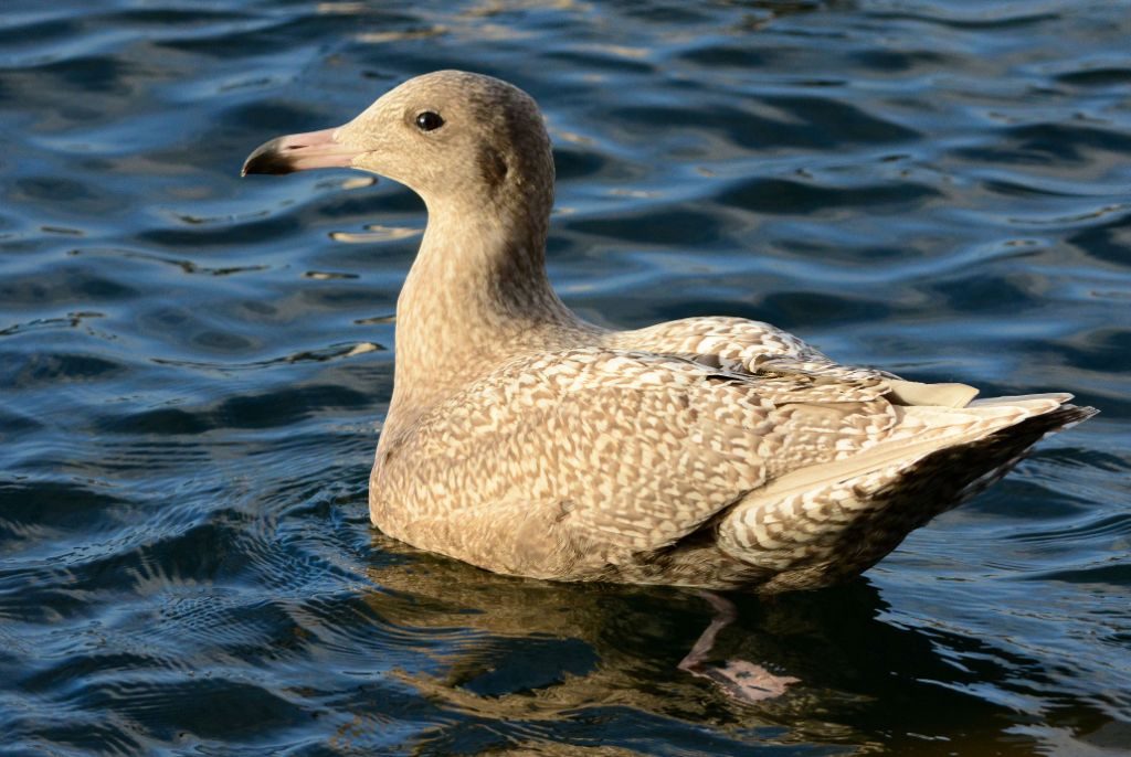 Glaucous Gull – Campbeltown, Kintyre 06 Nov (Eddie Maguire).