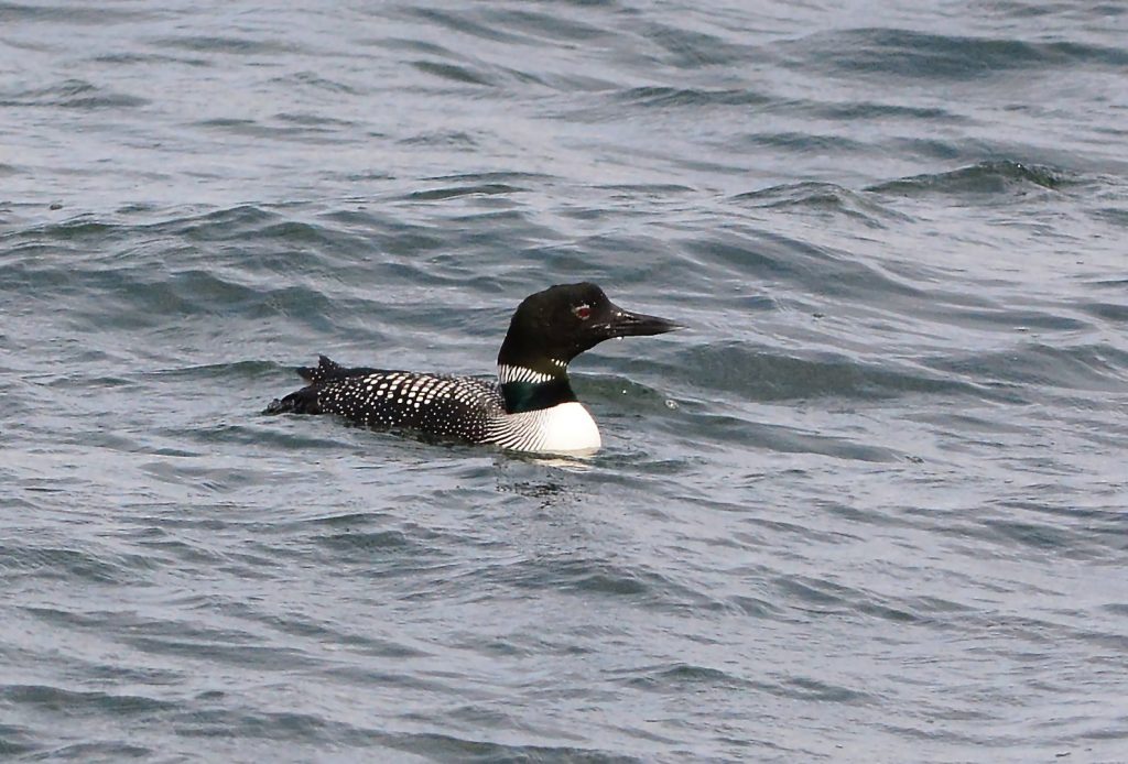 Great Northern Diver – MSBO, Kintyre 24 Apr (Eddie Maguire).