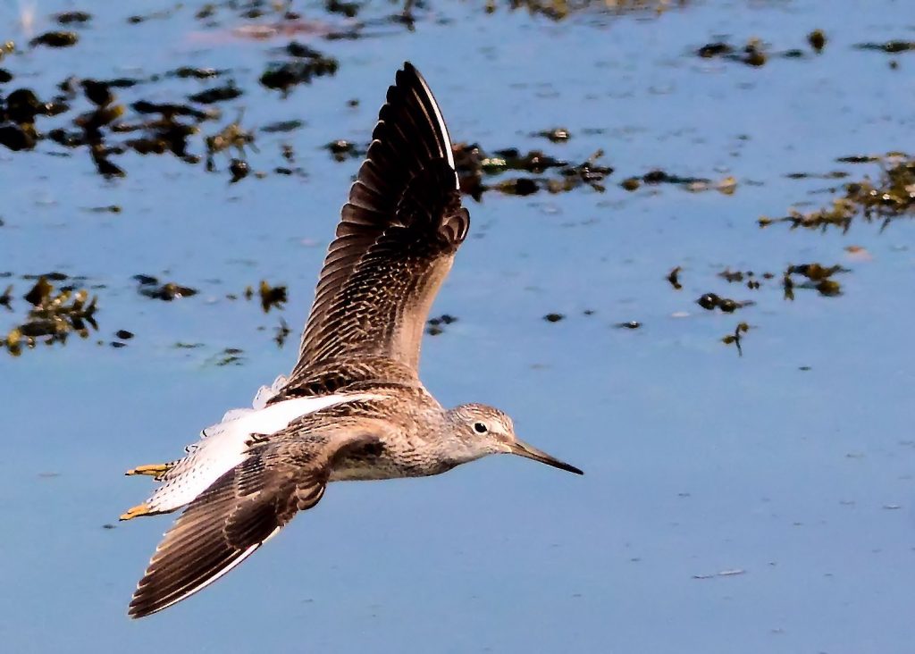 Greenshank – MSBO, Kintyre 19 Aug (Eddie Maguire).