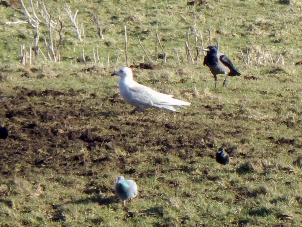 juvenile Iceland Gull – Moss, Tiree 17 Feb (John Bowler).