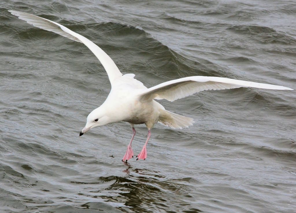 Iceland Gull – MSBO, Kintyre 24 Mar (Eddie Maguire).