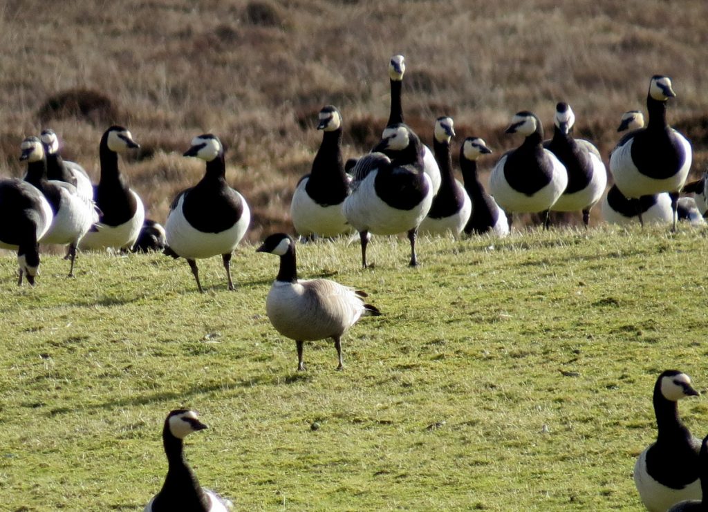 Richardson's Cackling Geese – Islay 05 Mar (John Nadin).