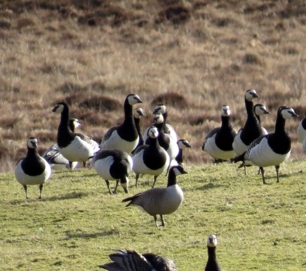 Richardson's Cackling Geese – Islay 05 Mar (John Nadin).