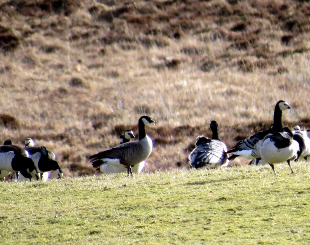 Richardson's Cackling Geese – Islay 05 Mar (John Nadin).