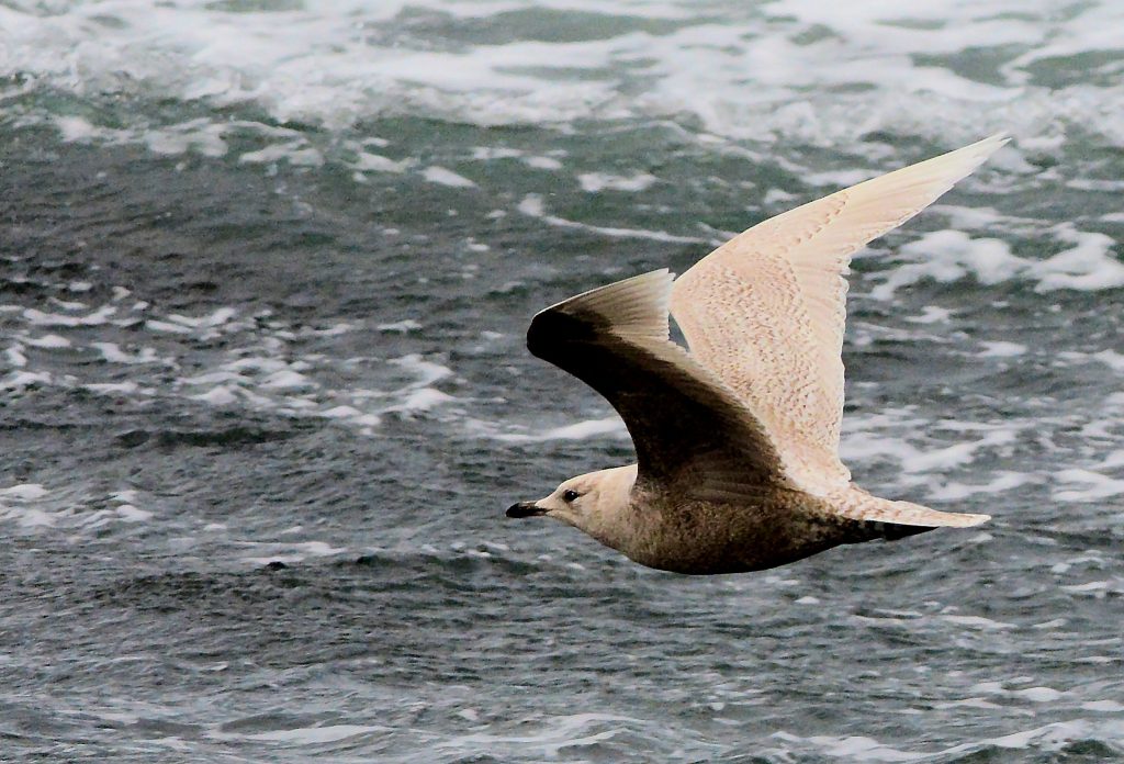 Iceland Gull – MSBO, Kintyre 06 April (Eddie Maguire).