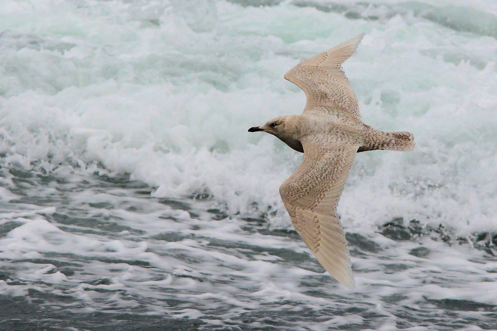 Iceland Gull – MSBO, Kintyre 06 April (Eddie Maguire).