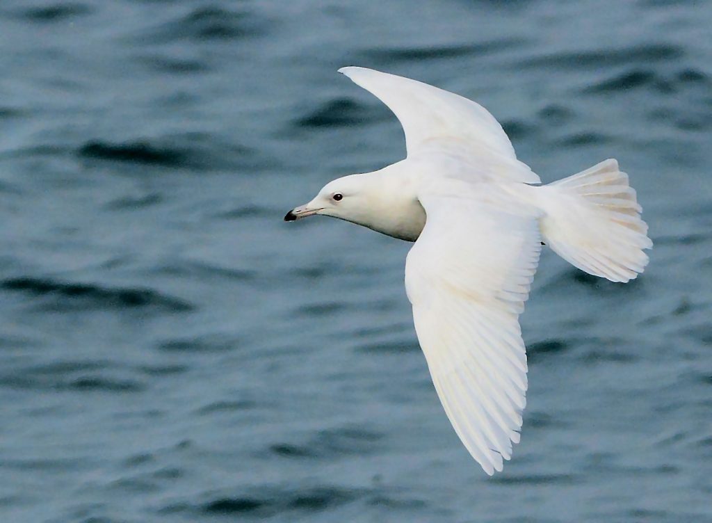 Iceland Gull – MSBO, Kintyre 24 Mar (Eddie Maguire).