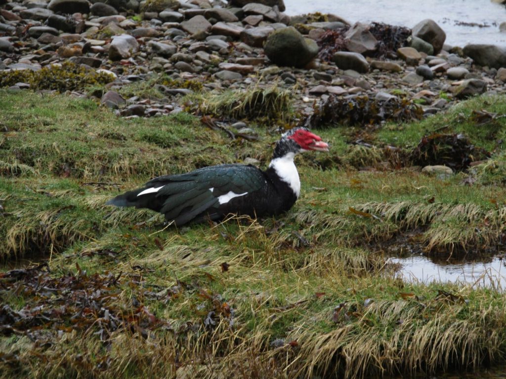 Muscovy Duck - Furnace, Mid-Argyll 26 Mar (Andy Craven).