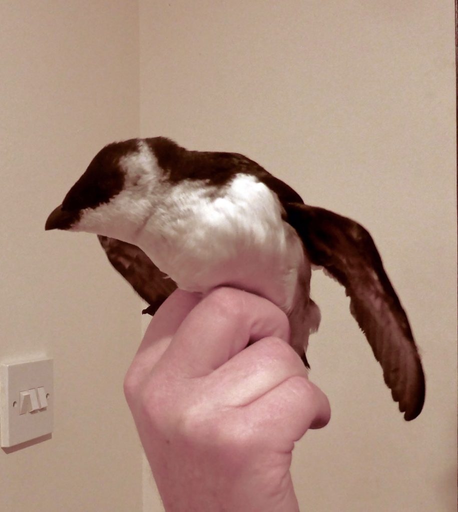 Little Auk – Ford, Mid-Argyll 04 Jan (Julia Randall).