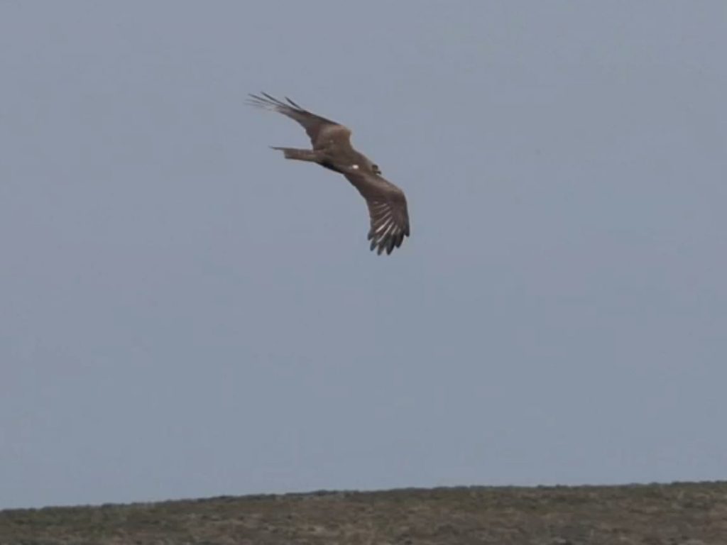 Black Kite – nr Machrihanish, Kintyre 11 May (Aidan Maccormick).