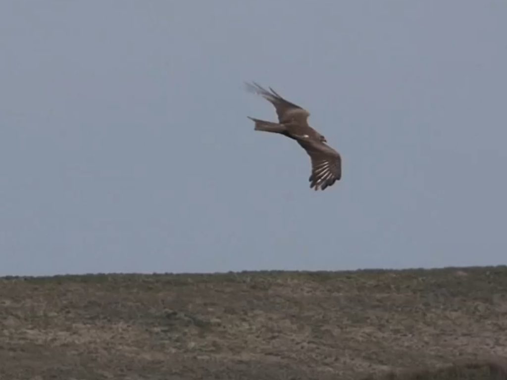 Black Kite – nr Machrihanish, Kintyre 11 May (Aidan Maccormick).