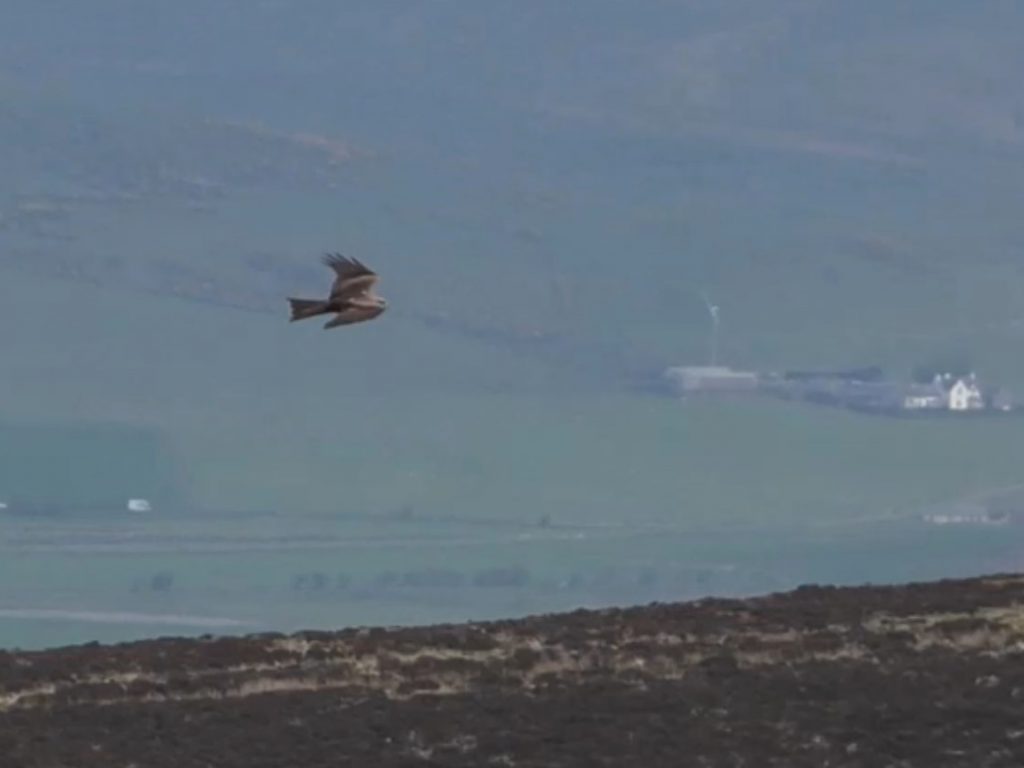 Black Kite – nr Machrihanish, Kintyre 11 May (Aidan Maccormick).