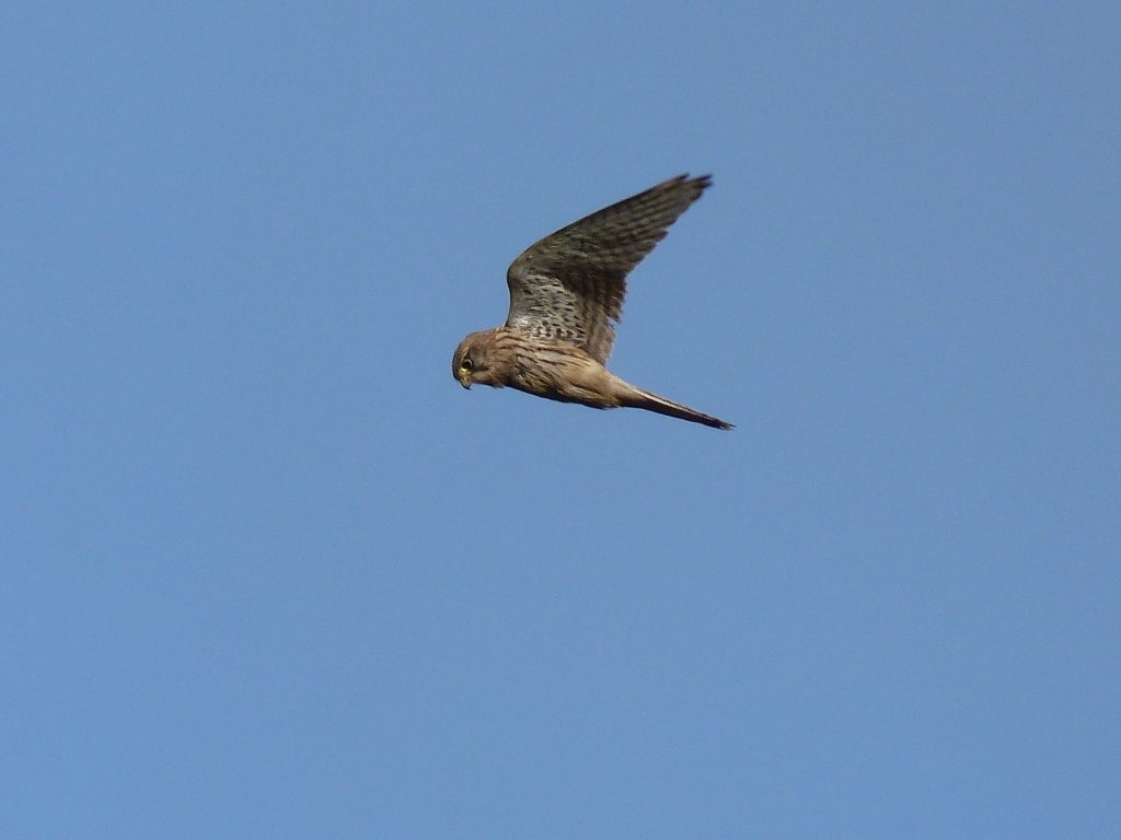 Common Kestrel - Castle Toward, Cowal 09 Feb (George Newall).