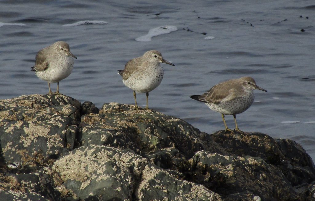 Red Knot - Keillmore (Loch Sween) 26 Feb (Andy Craven).