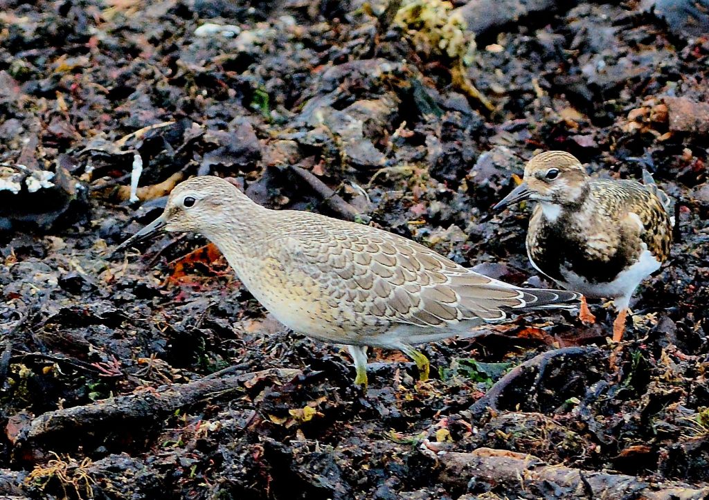 Knot & Turnstone – MSBO, Kintyre 23 Aug (Eddie Maguire).