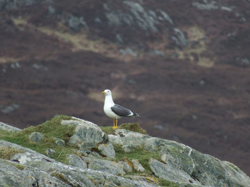 Lesser Black-backed Gull – Oronsay 24 Mar (Morgan Vaughan).