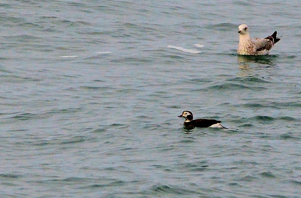 Long-tailed Duck – MSBO, Kintyre 13 Mar (Eddie Maguire).