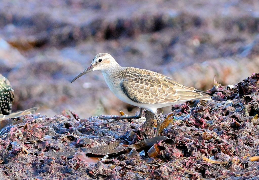 Curlew Sandpiper – MSBO, Kintyre 24 Aug (Eddie Maguire).