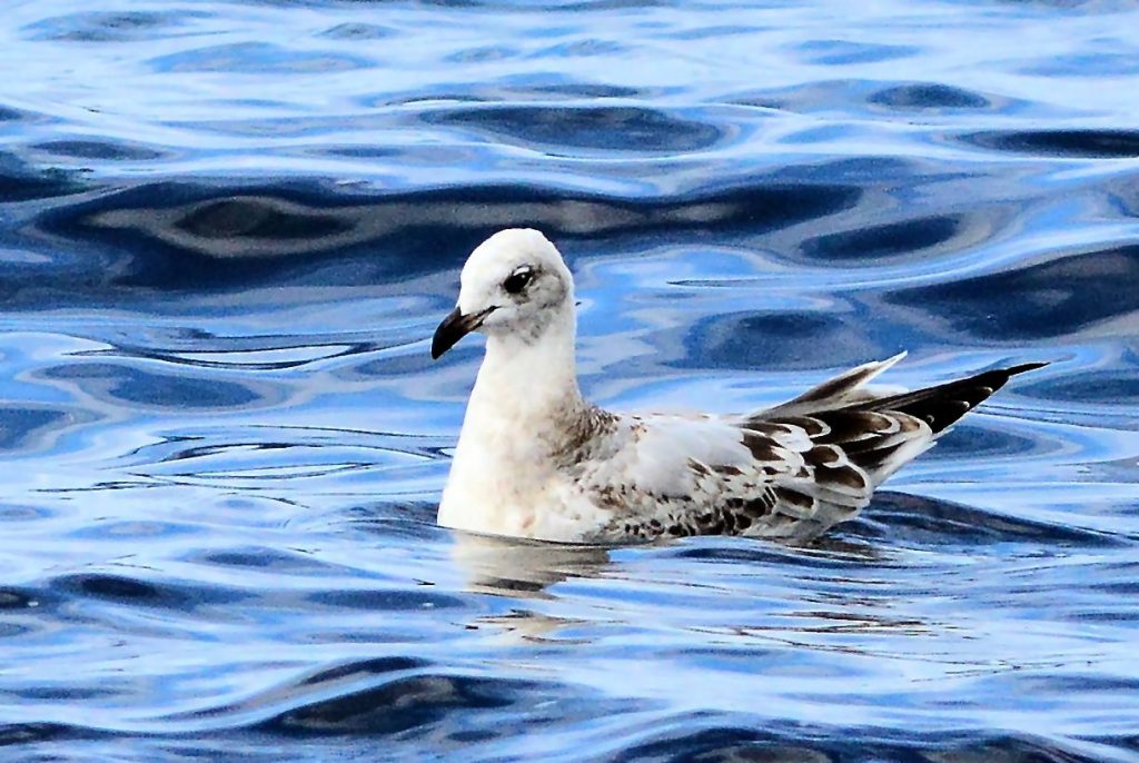 Mediterranean Gull – MSBO, Kintyre 20 Aug (Eddie Maguire).