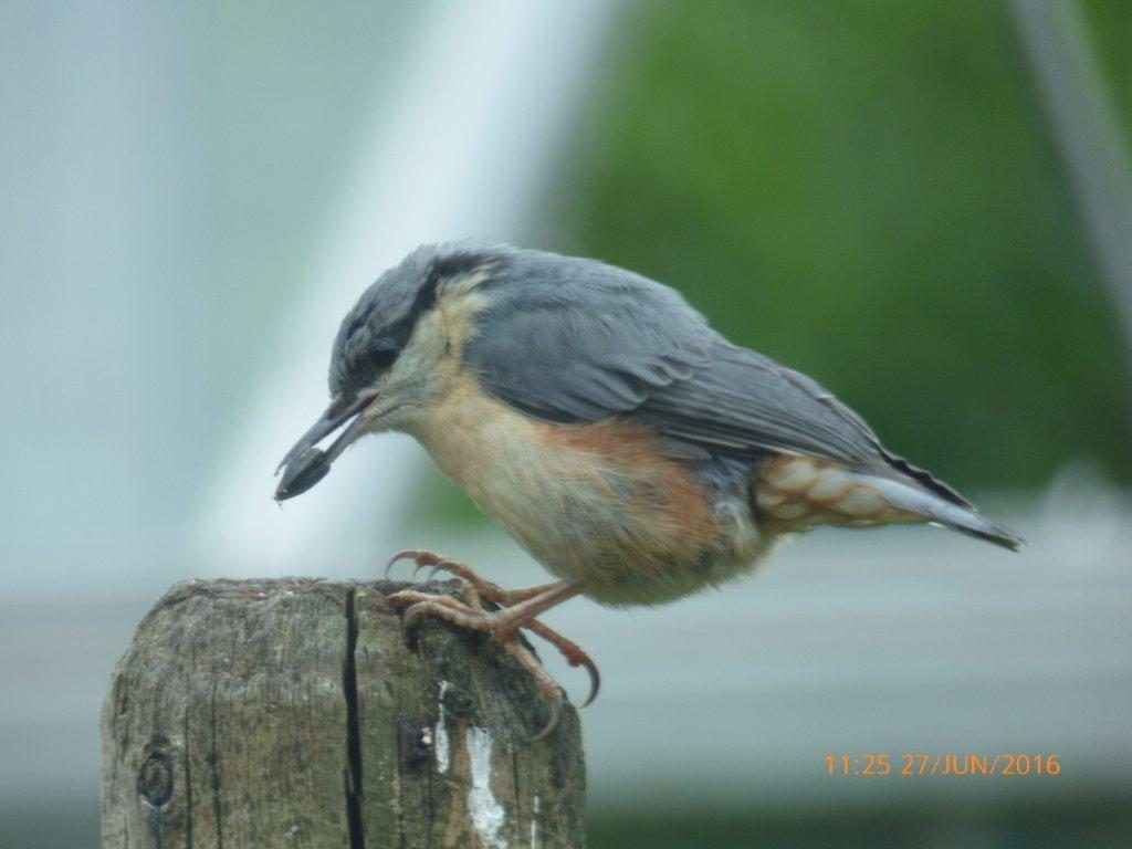 Nuthatch - Barcaldine, North Argyll 28 Jun (Clive Craik).