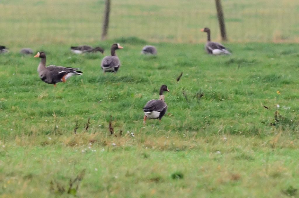 Greenland White-fronted Geese – Strath Farm (The Laggan), Kintyre 05 Nov (Eddie Maguire).