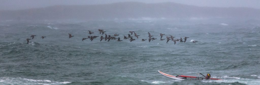 P-b Brent Geese Hynish Bay, Tiree 28 Sep (Richard Whitson).