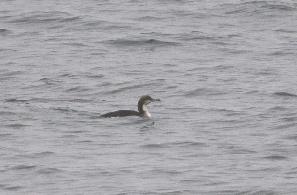 ‘diver species’- MSBO, Kintyre 18 Mar (Eddie Maguire).