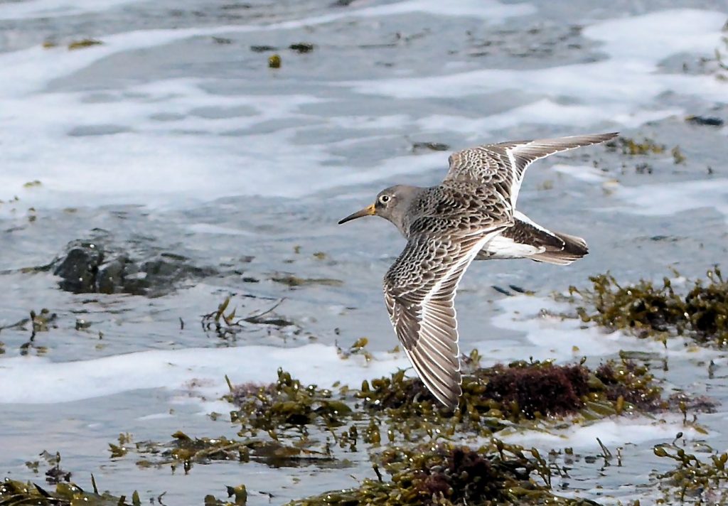 Purple Sandpiper – MSBO, Kintyre 28 Mar (Eddie Maguire).