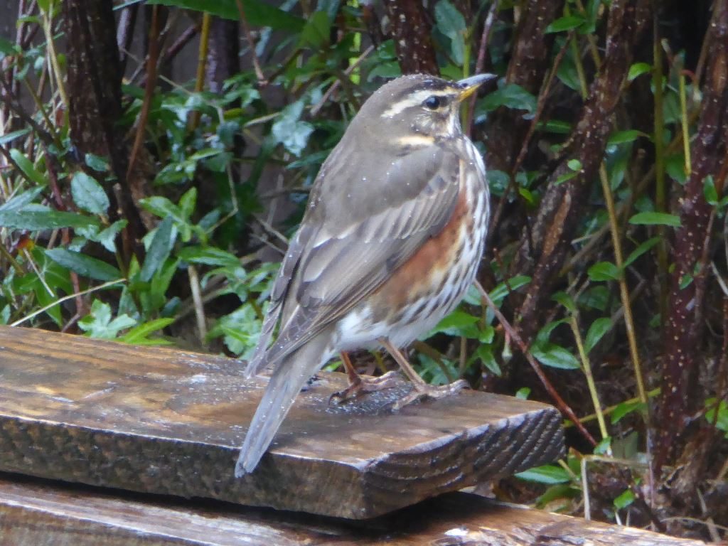 Redwing - Connel, Mid-Argyll 01 Apr (Mike Harrison).