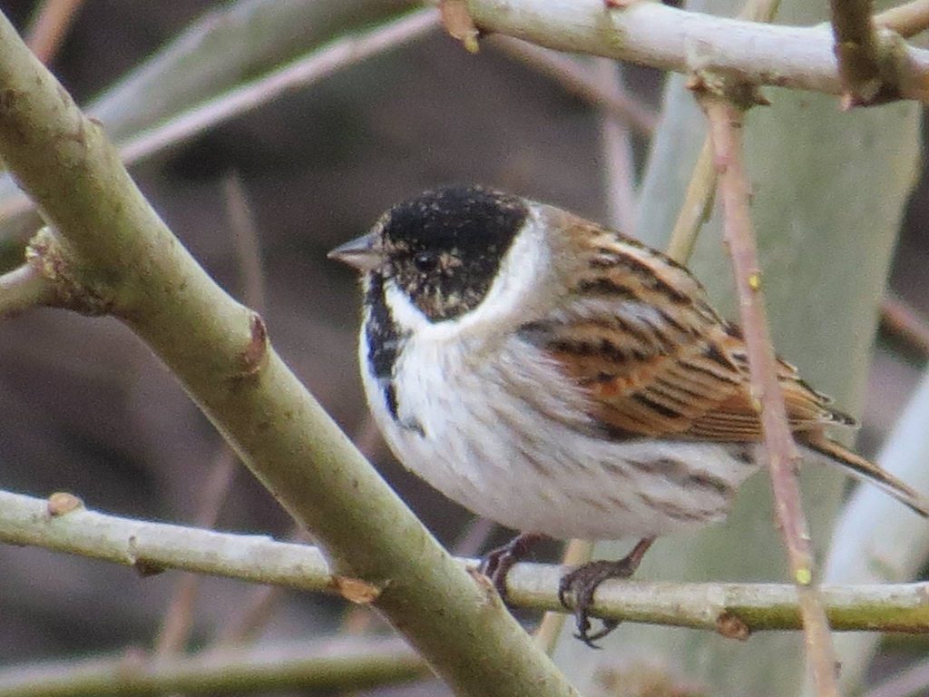 Reed Bunting - Oban, Mid-Argyll Mar 2016 (Linda Kerr).